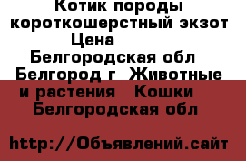 Котик породы короткошерстный экзот › Цена ­ 5 000 - Белгородская обл., Белгород г. Животные и растения » Кошки   . Белгородская обл.